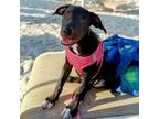 Adopt Noir a Black Mixed Breed (Medium) / Mixed dog in Arlington, VA (38982508)