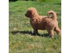 Golden Mountain Dog Puppy for sale in Cortez, CO, USA
