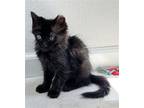Adopt April (Courtesy Post) a Black (Mostly) Domestic Shorthair / Mixed (short