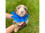Mutt Puppy for sale in Huntersville, NC, USA