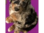 Mutt Puppy for sale in Huntersville, NC, USA