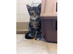 Adopt Funnel Cake KITTEN a Gray, Blue or Silver Tabby Domestic Shorthair / Mixed