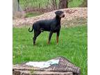 Doberman Pinscher Puppy for sale in Springfield Gardens, NY, USA