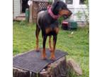 Doberman Pinscher Puppy for sale in Springfield Gardens, NY, USA