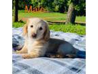 Dachshund Puppy for sale in Tishomingo, OK, USA