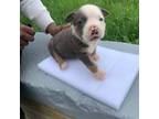 Mutt Puppy for sale in Detroit, MI, USA