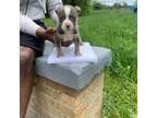 Mutt Puppy for sale in Detroit, MI, USA