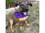 Adopt Catalina Sand Z724 a Brown/Chocolate Mixed Breed (Medium) / Belgian