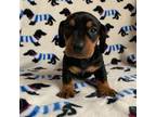 Dachshund Puppy for sale in Fontana, CA, USA