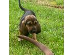 Bloodhound Puppy for sale in Kingwood, WV, USA