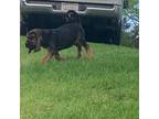 Bloodhound Puppy for sale in Kingwood, WV, USA