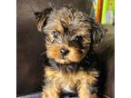 Yorkshire Terrier Puppy for sale in Hutto, TX, USA