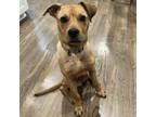Adopt Snickerdoodle a Tan/Yellow/Fawn Shepherd (Unknown Type) / Mixed dog in