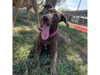 Adopt Bonnie a Brown/Chocolate Labrador Retriever / Mixed Breed (Medium) / Mixed