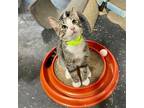 Adopt Hangman a Tan or Fawn Tabby Domestic Shorthair / Mixed (short coat) cat in