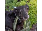 Adopt Shadow Girl a Black Labrador Retriever / Mixed dog in San Diego