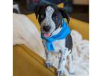 Adopt River a White - with Tan, Yellow or Fawn Australian Cattle Dog / Bluetick