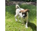 Adopt Vesta a Tan/Yellow/Fawn Shepherd (Unknown Type) / Jack Russell Terrier /