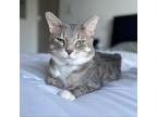 Adopt Steely a Gray or Blue Domestic Shorthair / Mixed cat in Helena