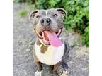 Adopt Ronnie a American Pit Bull Terrier / Mixed dog in Oakland, CA (39042200)