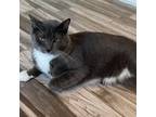 Adopt Sox (Bonded with Fritz) a Gray or Blue American Shorthair / Mixed cat in