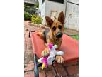 Adopt Marion Cunningham a German Shepherd Dog dog in San Diego, CA (38963736)