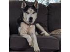 Adopt Thor a White - with Tan, Yellow or Fawn Husky / Mixed dog in Normal