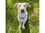 Adopt CT Slinky (EASTFORD) a White - with Tan, Yellow or Fawn Labrador Retriever
