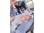 Adopt Bella a White - with Black Pomeranian / Mixed dog in Baileyton