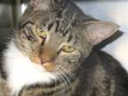 Adopt Jones a Brown Tabby Domestic Shorthair / Mixed (short coat) cat in