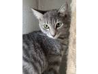 Adopt Kennedy a Gray, Blue or Silver Tabby Domestic Shorthair / Mixed (short