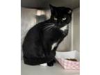 Adopt Wynonna a Black & White or Tuxedo Domestic Shorthair / Mixed (short coat)