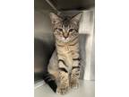 Adopt Koda a Brown Tabby Domestic Shorthair / Mixed (short coat) cat in