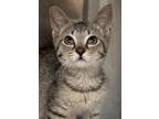 Adopt Helen a Brown Tabby Domestic Shorthair / Mixed (short coat) cat in