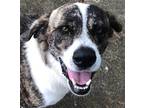 Adopt Apolla a Brindle - with White Shepherd (Unknown Type) / Mountain Cur /