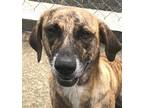 Adopt Artemis a Brindle - with White Shepherd (Unknown Type) / Mountain Cur /