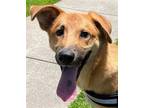 Adopt Herb a Brown/Chocolate - with White Anatolian Shepherd / Mixed dog in