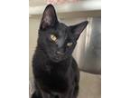 Adopt Jennie a All Black Domestic Shorthair / Mixed (short coat) cat in