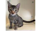 Adopt Mac a Brown Tabby Domestic Shorthair / Mixed (short coat) cat in