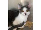 Adopt Lily a Gray or Blue (Mostly) Domestic Shorthair / Mixed (short coat) cat