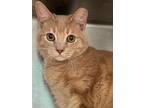 Adopt Henry a Orange or Red Domestic Shorthair / Mixed (short coat) cat in