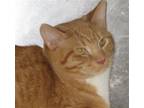 Adopt Olson a Orange or Red (Mostly) Domestic Shorthair / Mixed (short coat) cat