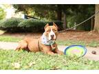 Adopt Vicktor a American Staffordshire Terrier / Mixed dog in Raleigh