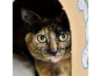 Adopt O'Keefe a Tortoiseshell Domestic Shorthair / Mixed (short coat) cat in