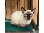 Adopt Kitten 24491 (Bandit) a Siamese (short coat) cat in Parlier, CA (39075684)