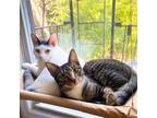 Adopt Halloumi & Patata Brava a Domestic Shorthair / Mixed cat in Brooklyn