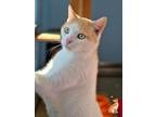 Adopt Wade a Domestic Shorthair / Mixed cat in Roanoke, VA (39055980)