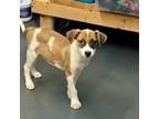 Adopt Milo a Brown/Chocolate Beagle / Mixed dog in Rock Falls, IL (39069280)