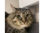 Adopt Socks a Domestic Mediumhair / Mixed cat in Sheboygan, WI (39182221)