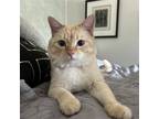 Adopt Ludacris a Cream or Ivory (Mostly) Domestic Shorthair / Mixed (short coat)